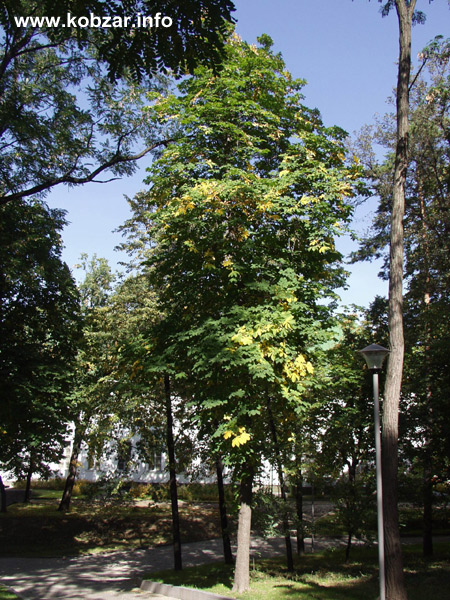 Рання осінь 30