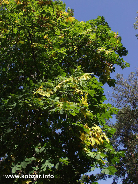 Рання осінь 33