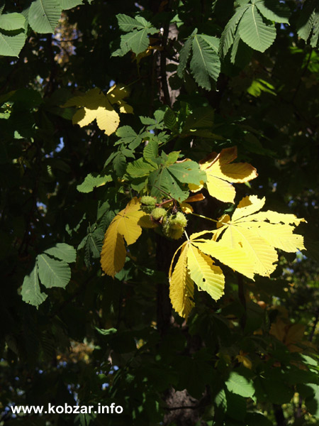 Рання осінь 32