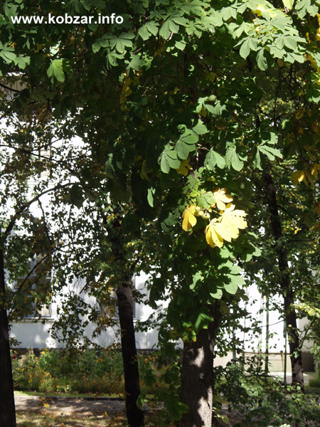 Рання осінь 31